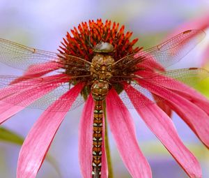 Preview wallpaper dragonfly, plant, flower