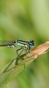 Preview wallpaper dragonfly, plant, fly, insect