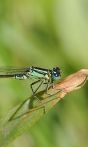 Preview wallpaper dragonfly, plant, fly, insect