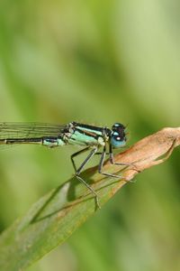 Preview wallpaper dragonfly, plant, fly, insect