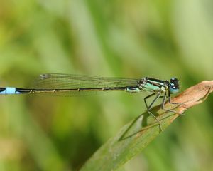 Preview wallpaper dragonfly, plant, fly, insect