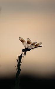 Preview wallpaper dragonfly, plant, insect, macro