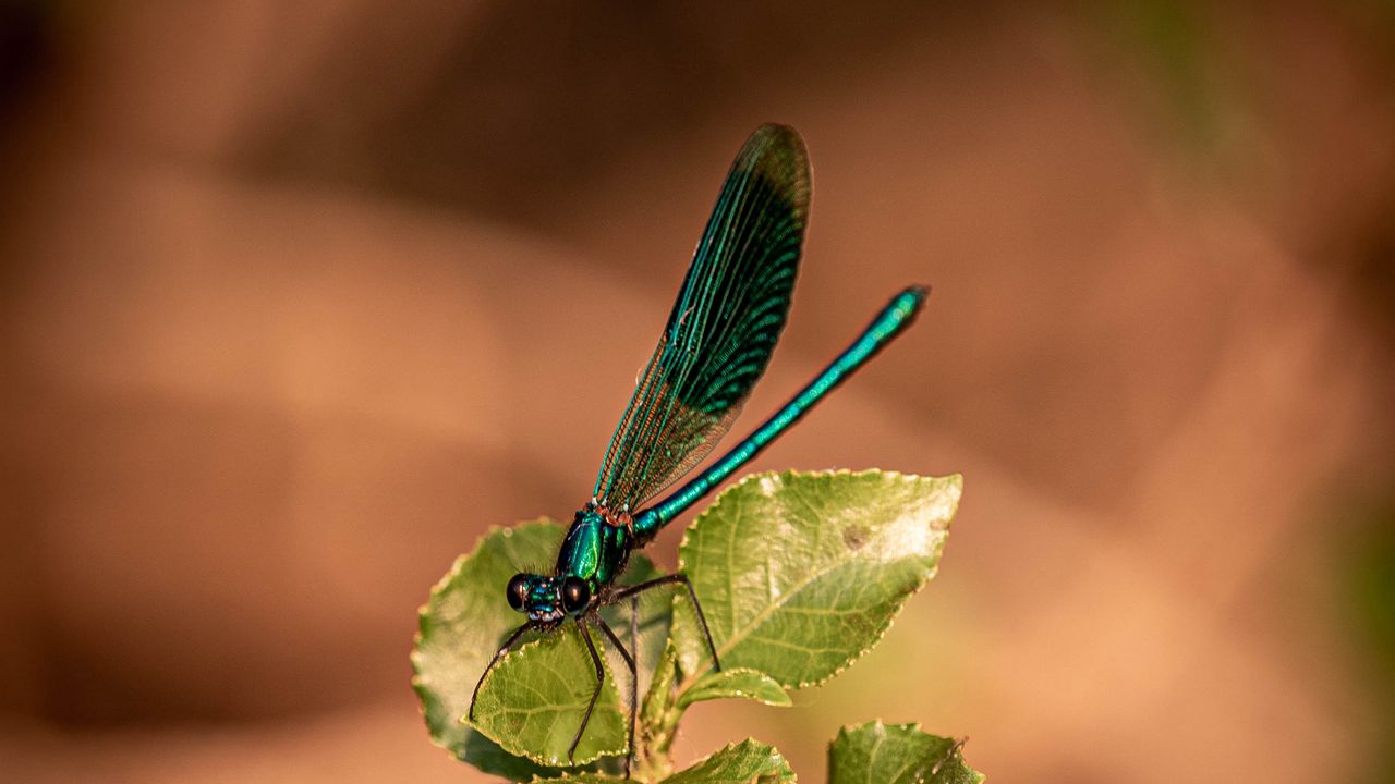 Wallpaper dragonfly, plant, macro, insect