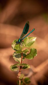 Preview wallpaper dragonfly, plant, macro, insect