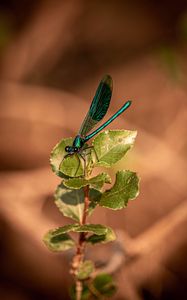 Preview wallpaper dragonfly, plant, macro, insect