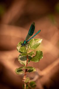 Preview wallpaper dragonfly, plant, macro, insect