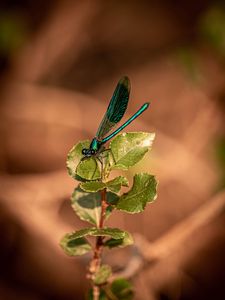 Preview wallpaper dragonfly, plant, macro, insect