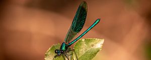 Preview wallpaper dragonfly, plant, macro, insect