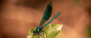 Preview wallpaper dragonfly, plant, macro, insect