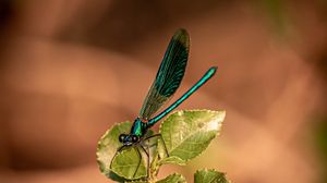 Preview wallpaper dragonfly, plant, macro, insect