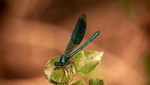 Preview wallpaper dragonfly, plant, macro, insect