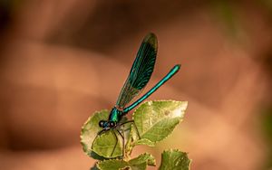 Preview wallpaper dragonfly, plant, macro, insect