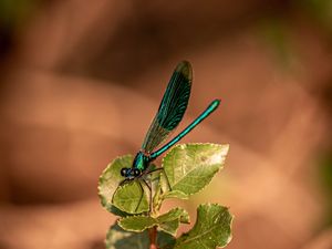 Preview wallpaper dragonfly, plant, macro, insect