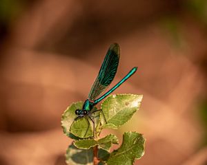 Preview wallpaper dragonfly, plant, macro, insect