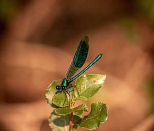 Preview wallpaper dragonfly, plant, macro, insect