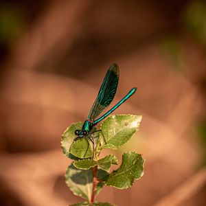 Preview wallpaper dragonfly, plant, macro, insect