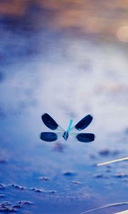 Preview wallpaper dragonfly, plants, fly, surface