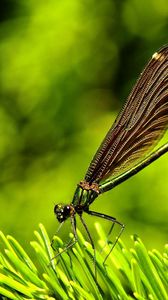 Preview wallpaper dragonfly, plants, surface