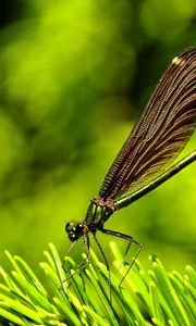 Preview wallpaper dragonfly, plants, surface