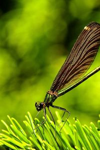 Preview wallpaper dragonfly, plants, surface