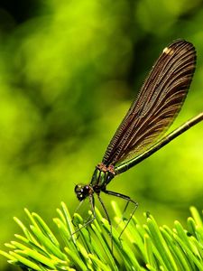 Preview wallpaper dragonfly, plants, surface