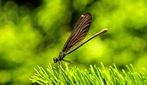 Preview wallpaper dragonfly, plants, surface