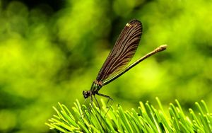 Preview wallpaper dragonfly, plants, surface