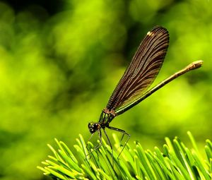 Preview wallpaper dragonfly, plants, surface