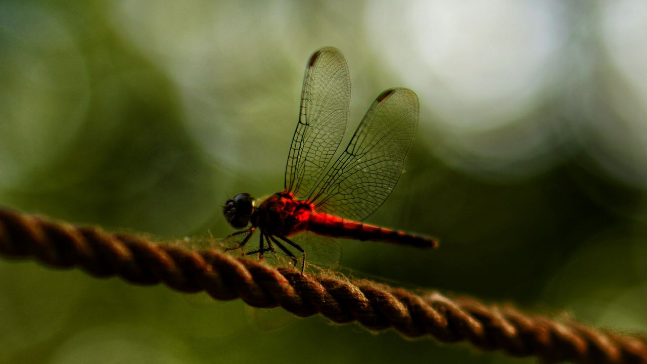 Wallpaper dragonfly, red, macro, insect