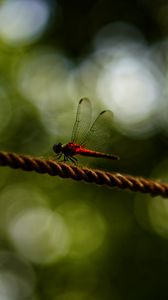 Preview wallpaper dragonfly, red, macro, insect