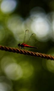 Preview wallpaper dragonfly, red, macro, insect