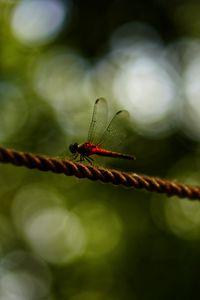 Preview wallpaper dragonfly, red, macro, insect