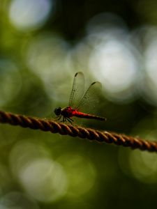 Preview wallpaper dragonfly, red, macro, insect