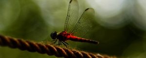 Preview wallpaper dragonfly, red, macro, insect