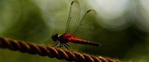 Preview wallpaper dragonfly, red, macro, insect