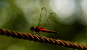 Preview wallpaper dragonfly, red, macro, insect