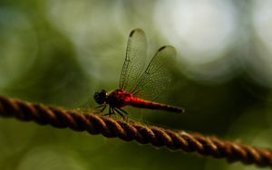 Preview wallpaper dragonfly, red, macro, insect