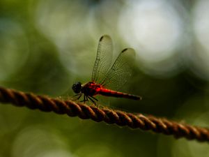 Preview wallpaper dragonfly, red, macro, insect