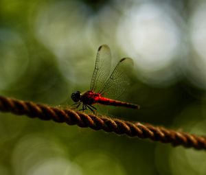 Preview wallpaper dragonfly, red, macro, insect