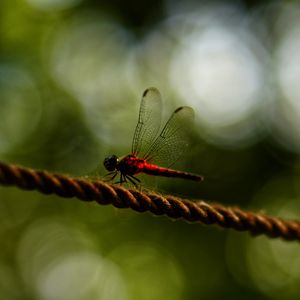 Preview wallpaper dragonfly, red, macro, insect