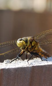 Preview wallpaper dragonfly, sitting, wings, insect