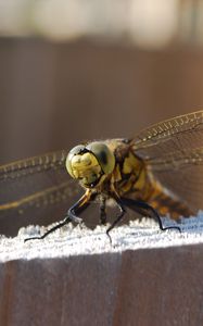 Preview wallpaper dragonfly, sitting, wings, insect