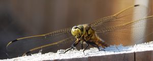 Preview wallpaper dragonfly, sitting, wings, insect