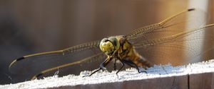 Preview wallpaper dragonfly, sitting, wings, insect