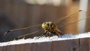 Preview wallpaper dragonfly, sitting, wings, insect