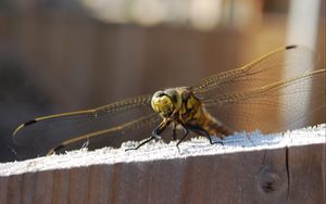 Preview wallpaper dragonfly, sitting, wings, insect