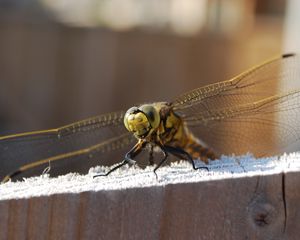 Preview wallpaper dragonfly, sitting, wings, insect