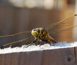 Preview wallpaper dragonfly, sitting, wings, insect