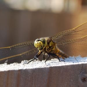 Preview wallpaper dragonfly, sitting, wings, insect