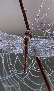 Preview wallpaper dragonfly, spider web, ice, drops
